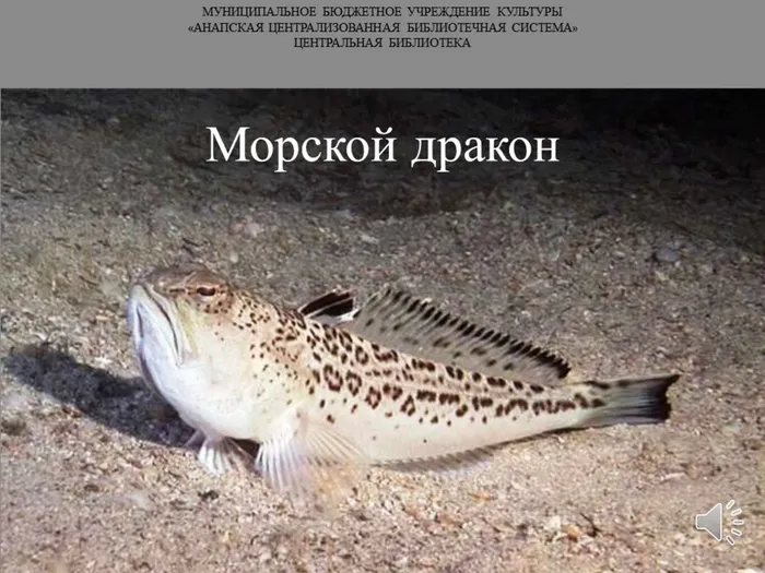 Морской дракон.jpg