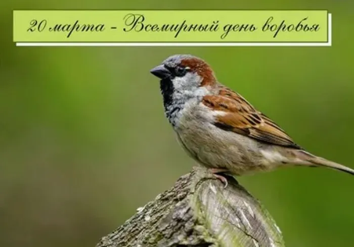 Скриншот 20-03-2026 110748