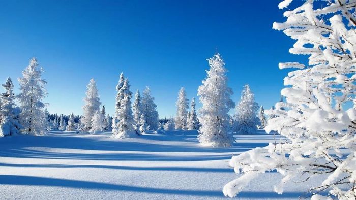 2020Winter_Beautiful_snowy_forest_winter_landscape_under_blue_sky_147833_