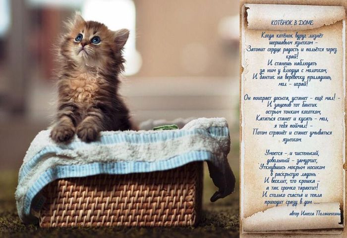 Поляничкина стих котёнок